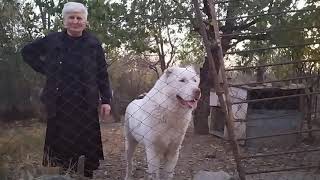 qartuli nagazi  Джанго