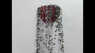 Церопегия Вуду, размножение стеблевыми черенками.