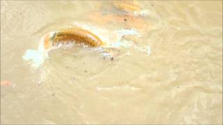 衝撃！ファームの紅龍☆餌のゴキブリ（Arowana　Food　Blattaria）