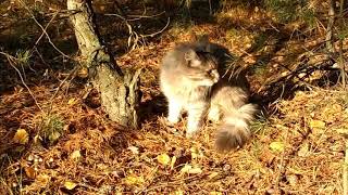 Осенний день закружит листопадом, природа России, красивое видео с музыкой, 17/10/2017