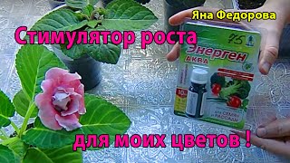 ЭНЕРГЕН ДЛЯ ЦВЕТОВ !!! Стимулятор роста !!! Часто применяю ?