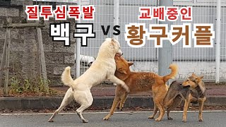 황구커플 교배중 백구의 공격을 받다!!  질투심에 불타오르는 백구!! 개싸움은 어떻게 말려야하나요?