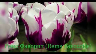 Tulip Rems Favourite (Тюльпан Ремс Фаворит)