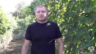 Осенние работы на винограднике. Подготовка виноградника к зиме. Виноград 2015.