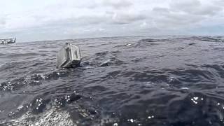 An inquisitive Whale Shark surprised us while turtle snorkelling