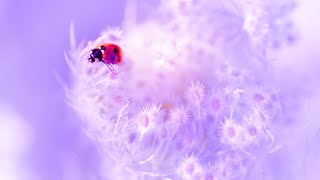 Positive Energy Cleanse | Meditation Music 528Hz | Detox Your Mind | Miracle Healing Frequency