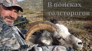 Охота на снежного барана. Колыма. Bighorn sheep hunting on the Kolyma. Охота на Охоту.