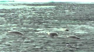 Narwhals Threatened by Global Warming