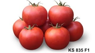 Выращивание низкорослого томата KS 835 F1