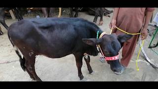 Jersey Cross Baby Cow For Sale Punjab In Pakistan - Beautiful Baby Cow For Sale -  Sabir Ali TV