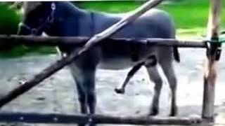 Azgın eşşek kadını korkutuyor