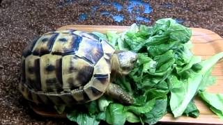 リクガメ専門店トータス・スタイル　ギリシャリクガメ飼い込み個体入荷
