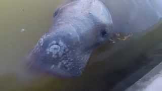 Lamantino in Florida