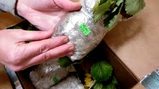 Рассада клубники почтой. Посылка от Акимовой Марины