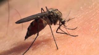 Aedes Aegypti: El mosquito que amenaza la salud de la población latinoamericana