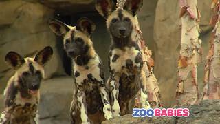 Zoo Babies Commercial 2017 - Cincinnati Zoo