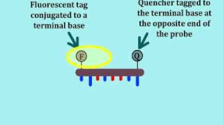Real-Time Polymerase Chain Reaction (PCR) - Multi-Lingual Captions