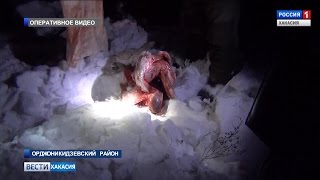 Банду красноярских браконьеров с тушами косуль задержали охотинспекторы Хакасии. 01.03.2017