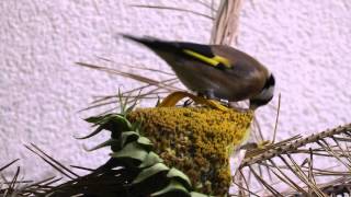 Carduelis-Goldfinch-Siskin-jilguero-chardonneret