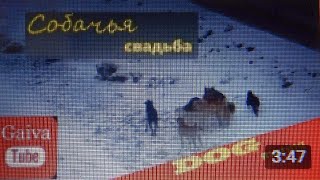 Полевской.  Собачья свадьба. Dog mating. Be careful!