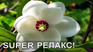 Релакс. Красивая Успокаивающая Музыка для Расслабления! Музыка Рейки