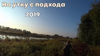Охота на утку с подхода 2019