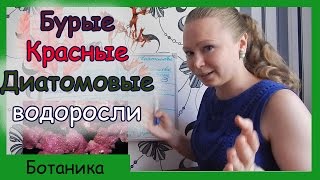 Урок биологии №44. Бурые, красные, диатомовые водоросли.