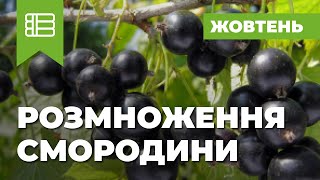 12. Размножение смородины. Октябрь.