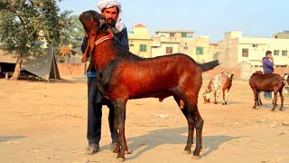 Giant Nagra Beetal Breeders And Female Goats Of Bahawal Shair - Shahpur Kanjra Mandi Lahore