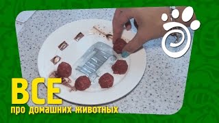 Натуральное Питание Для Собак. Все О Домашних Животных