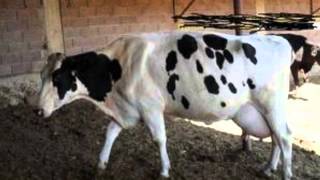 satılık inek,düvei,dana,holstein,simental,