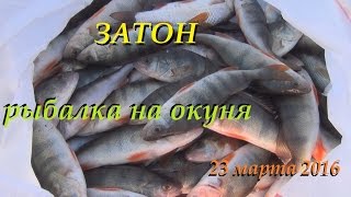 Хорошо половили окуня на Оби в Затоне. 23 марта 2016.