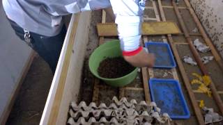 Сбор насекомых на продажу