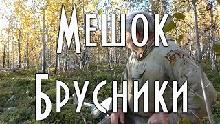 МЕШОК БРУСНИКИ. ОРИГИНАЛЬНЫЙ СПОСОБ СБОРА ЯГОДЫ