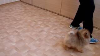 Красный Демон  Жермон - померанский шпиц,4 мес!