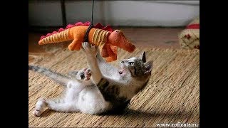 ПРИКОЛЬНЫЕ КОТЫ И ДРУГИЕ СМЕШНЫЕ ЖИВОТНЫЕ 2018