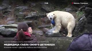 Белая медведица съела своего детеныша