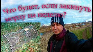 Что будет если поставить #морду #вершу на неделю? Отпускаю рыбу. Собрал и выкинул мусор с берега.