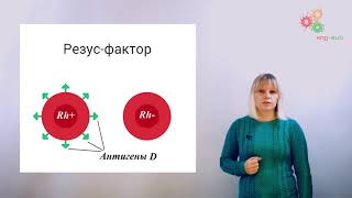 Физиология человека и животных. Группы крови (А. Зыбина)