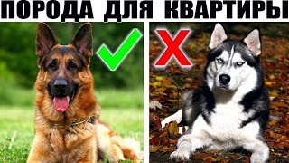 Большие породы собак которые подойдут для содержания в квартире