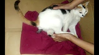 First Ever! Mother CAT Gives Birth makes her Owner as her MEDWIFE!