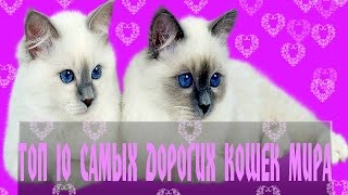Топ 10 Самых дорогих кошек в мире/Соня Егорова