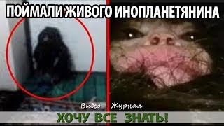 В АЗЕРБАЙДЖАНЕ ПОЙМАЛИ ЖИВОГО ИНОПЛАНЕТЯНИНА, ПОХОЖЕГО НА ДОМОВОГО