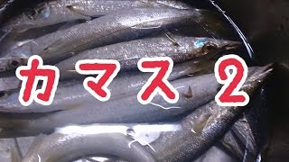 ルアー(ワーム)で狙うカマス釣り 2 漁港