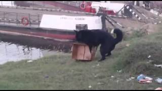 Пес трахает коробку