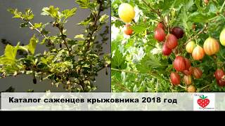 Каталог саженцев крыжовника 2018 г