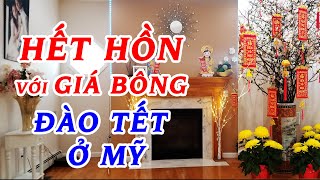 BTB039 ? OMG, hết hồn với giá chậu bông hoa đào tết ở Mỹ (Boston)