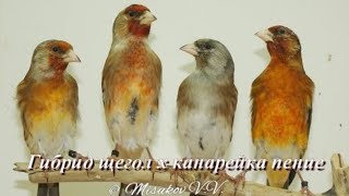 Гибрид щегол и канарейка. Пение.