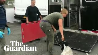 Jon Stewart helps rescue goats in New York City
