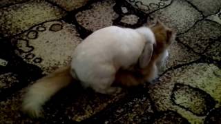 ЭТИ ЗАБАВНЫЕ ЖИВОТНЫЕ. ЛюбоFF кошка и кролик